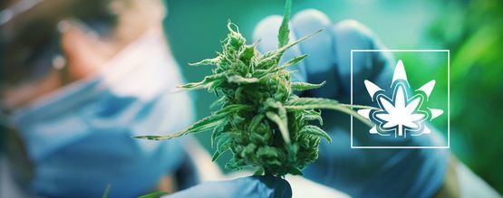 Kuinka (ja miksi) kannabiskasveja kannattaa regeneroida
