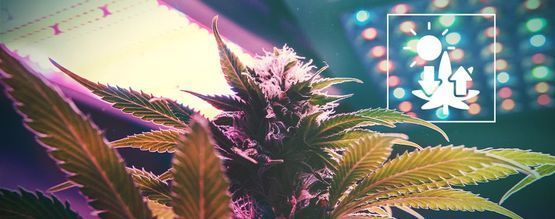 Kannabis ja fotosynteesi