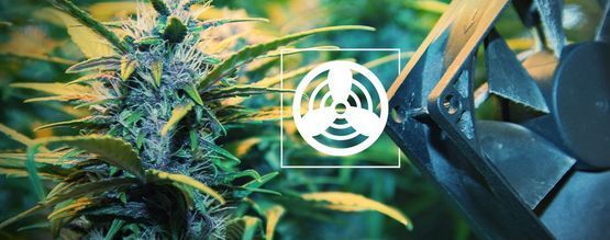 Ilmanvaihto kannabiksen kasvatustilassa