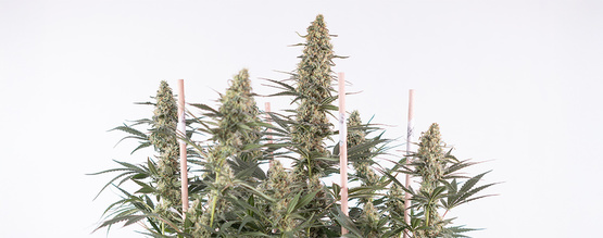 Kuinka kasvattaa Autoflower-lajikkeita: täydellinen opas