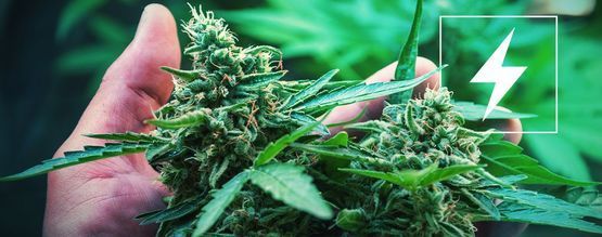 Sähkö ja kannabiksen kasvatus