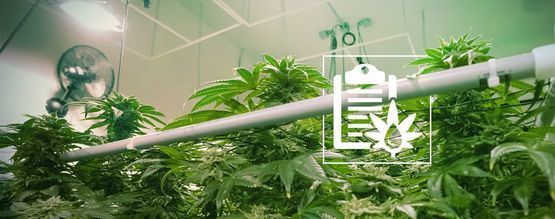 Erilaiset hydroponiset järjestelmät kannabiksen kasvatukseen