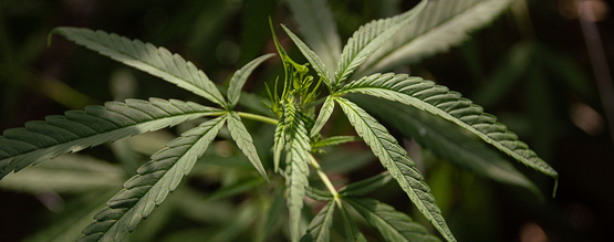 Mikä on Cannabis ruderalis?