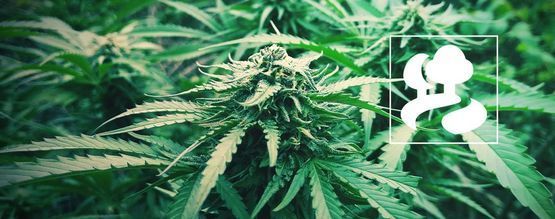 Kuinka kasvattaa kannabista sissiviljelynä