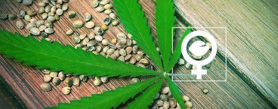 Mitä ovat feminisoidut kannabiksen siemenet?