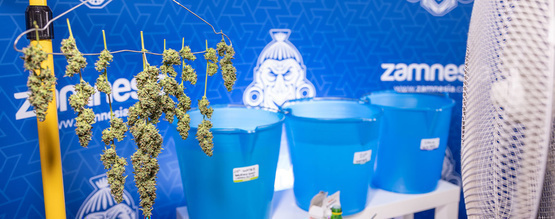 Kukkien pesu (bud washing): mitä se on ja miksi se kannattaa tehdä?