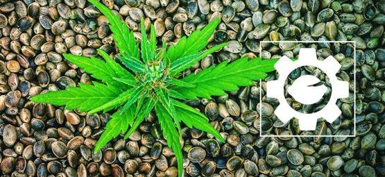 Mitä ovat autoflower-kannabiksen siemenet?