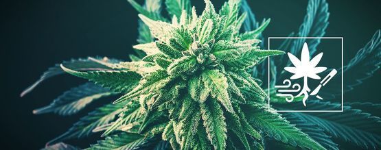 Kuinka lisätä kannabiksen satoa juurien leikkauksella
