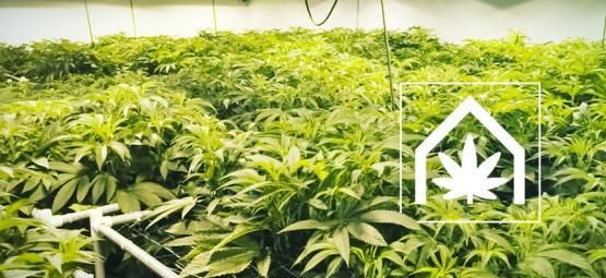 Kuinka luoda ja ylläpitää täydellinen kannabiksen kasvatus tila
