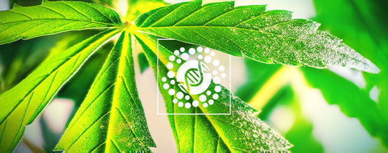 Kaikki siitepölystä ja kannabiksen jalostuksesta