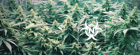 Typen liikasaanti kannabiskasveissa