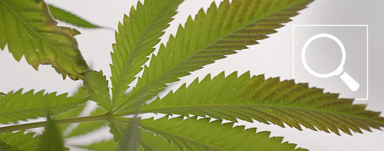 Fosforin puute kannabiskasveissa: Oireet ja korjaukset