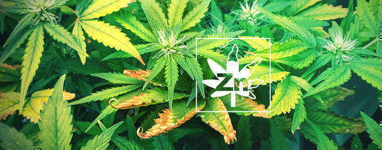 Sinkin puutos kannabiskasveissa