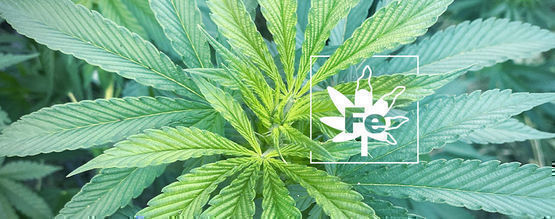 Raudanpuute kannabiskasveissa