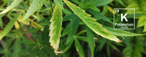 Kaliumpuutos kannabiskasveissa