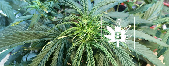 Boorinpuutos kannabiskasveissa