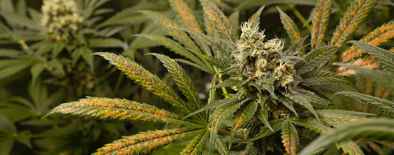 Kalsiumin puutos kannabiskasveissa
