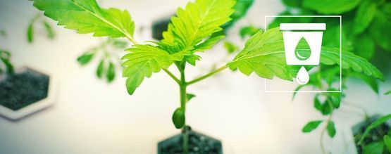 Kannabiksen kasvatus vesiviljelyllä