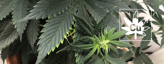 Kuparinpuutos kannabiskasveissa