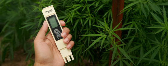 Paras EC kannabikselle