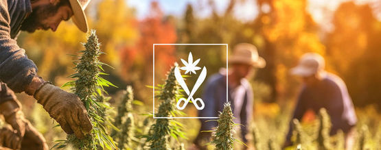 Croptoberin ymmärtäminen: kannabiksen sadonkorjuukausi
