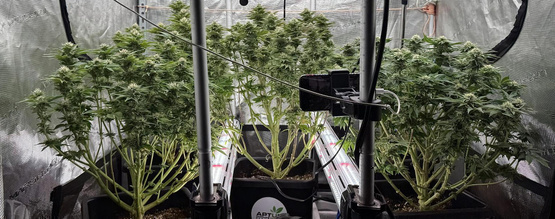 Kannabiksen välivalaistus: kyllä vai ei?