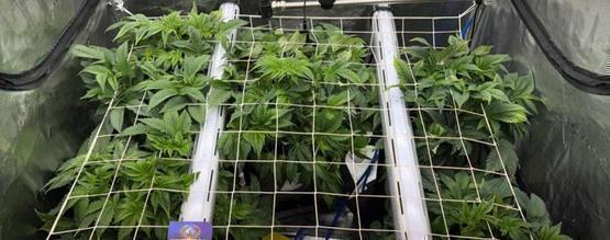 Latvuston alapuolinen valaistus kannabikselle: tehosta kasvua ja ota käyttöön oikein