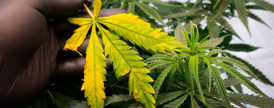 Kuinka hoitaa ja ehkäistä kellastuvat kannabiksen lehdet