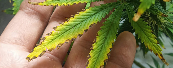 Kannabiksen ravinnepolte: Miten tunnistat sen ja pelastat kasvisi