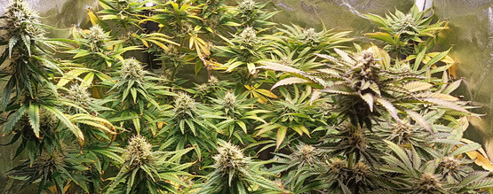 Kannabiksen pH: miten se mitataan ja säädetään