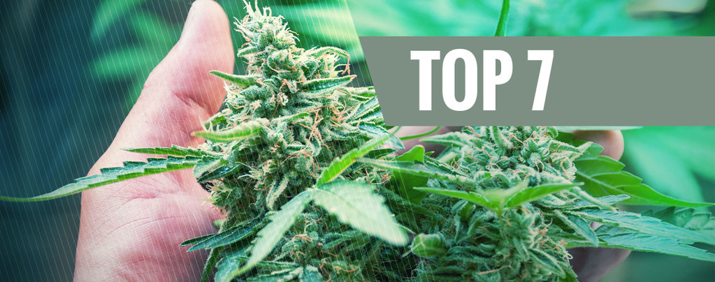 Stress Cannabis Plant