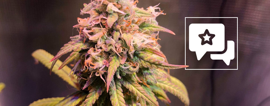 Lajikearvostelu: Shining Silver Haze (Royal Queen Seeds)