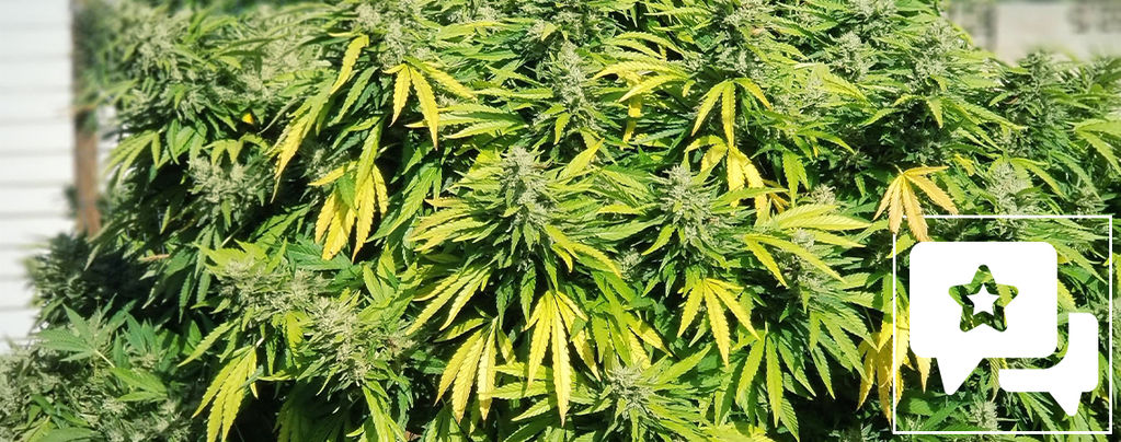 Lajikearvostelu: Critical Kush
