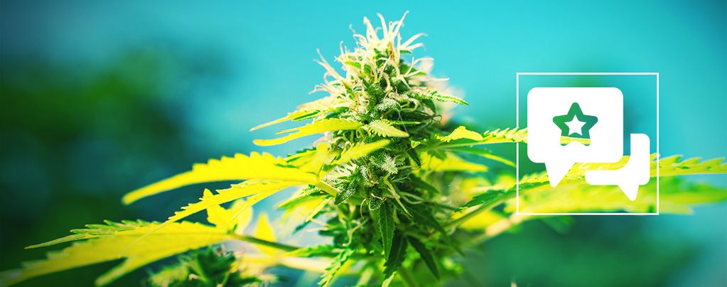 Power Flower: kannabislajikkeen arvostelu ja tiedot