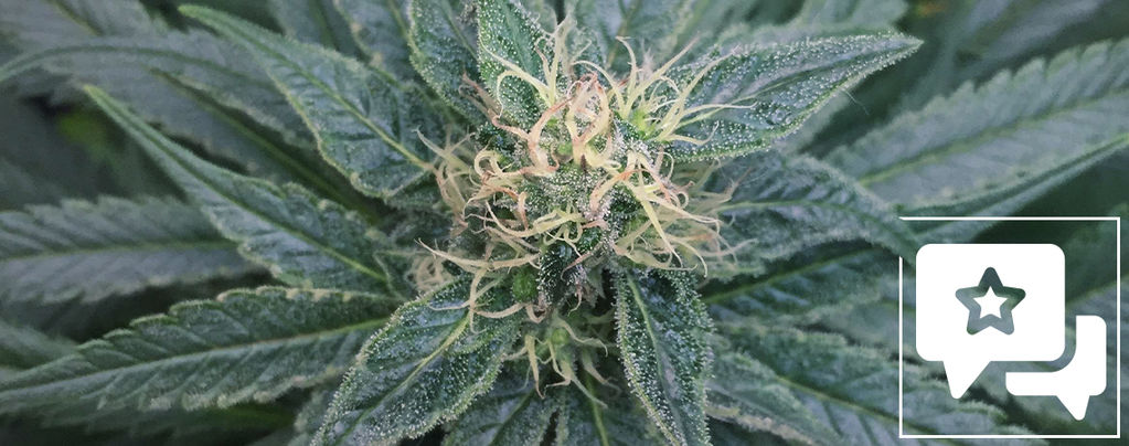 Lajikearvostelu: Royal Medic (Royal Queen Seeds)