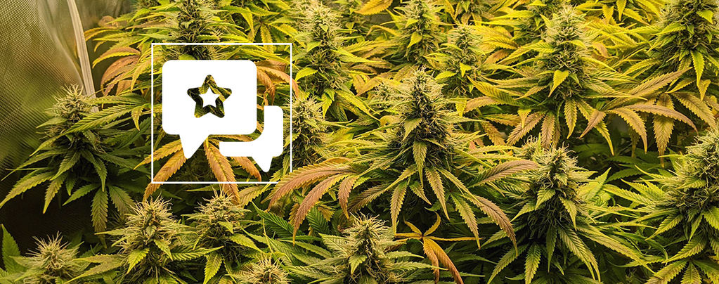 Lajikearvostelu: The Church (Greenhouse Seeds)