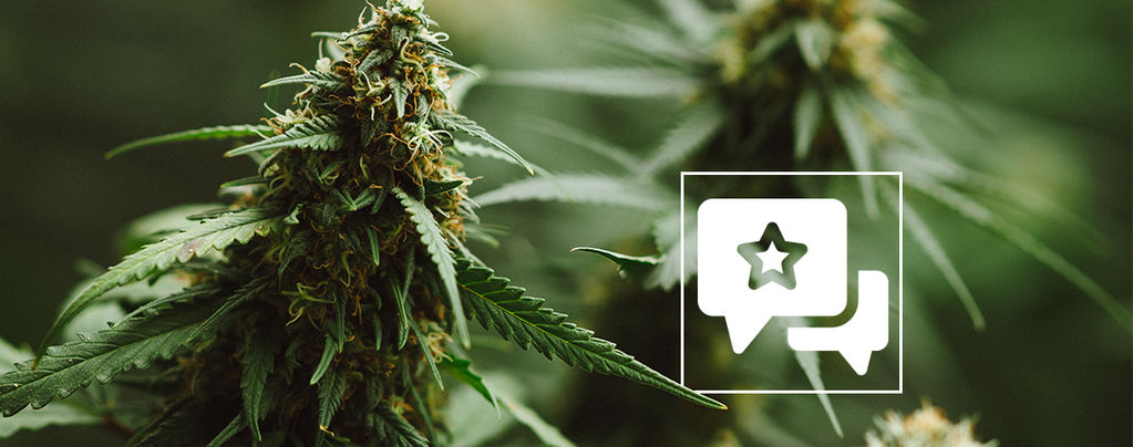 Kannabislajikearvostelu: Power Plant