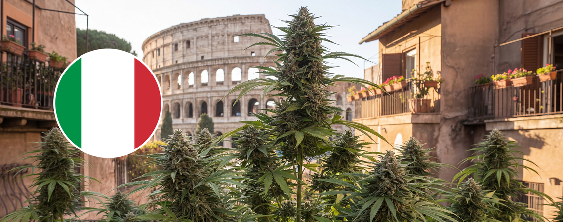 10 parasta kannabislajiketta ulkona kasvatettavaksi Italiassa