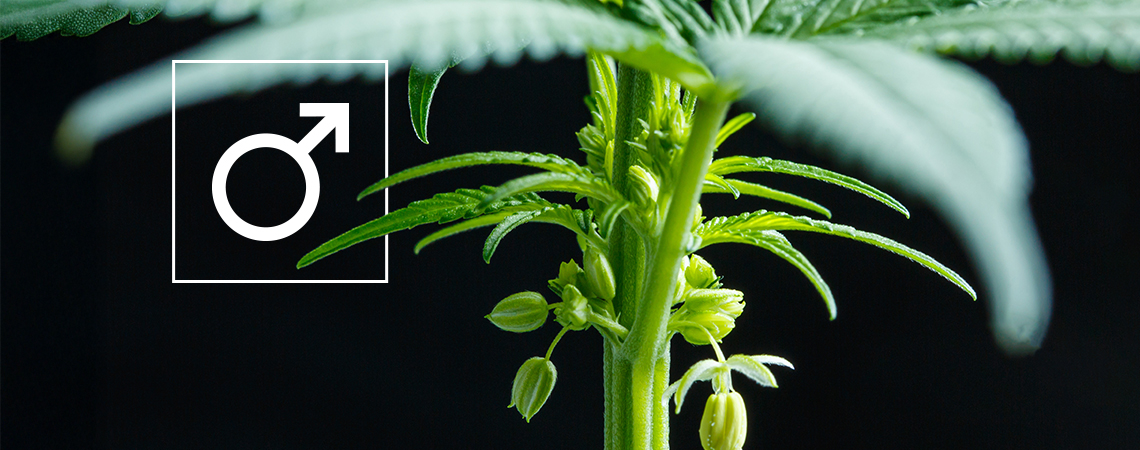 Mitä tehdä kannabiksen urospuolisille kasveille?