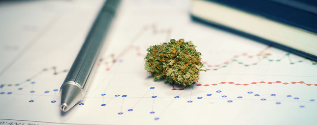 Cannabis Studying
