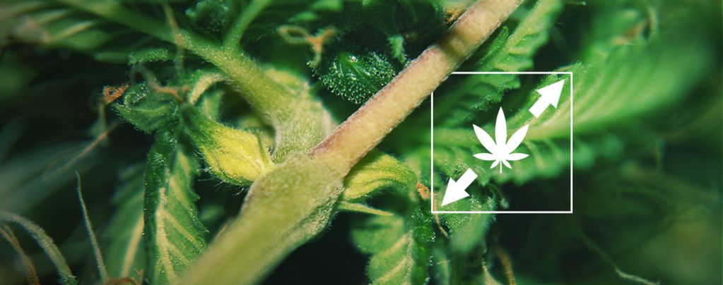 Reduce Marijuana Stretching