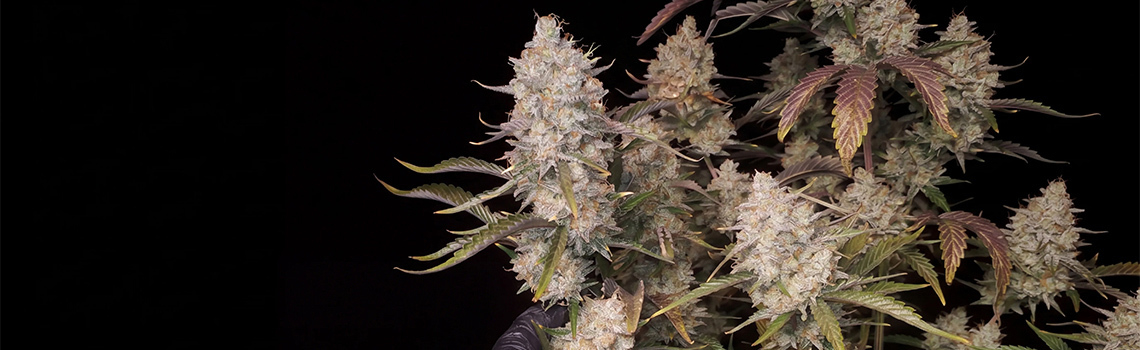 Top 5 runsassatoiset autoflower-lajikkeet