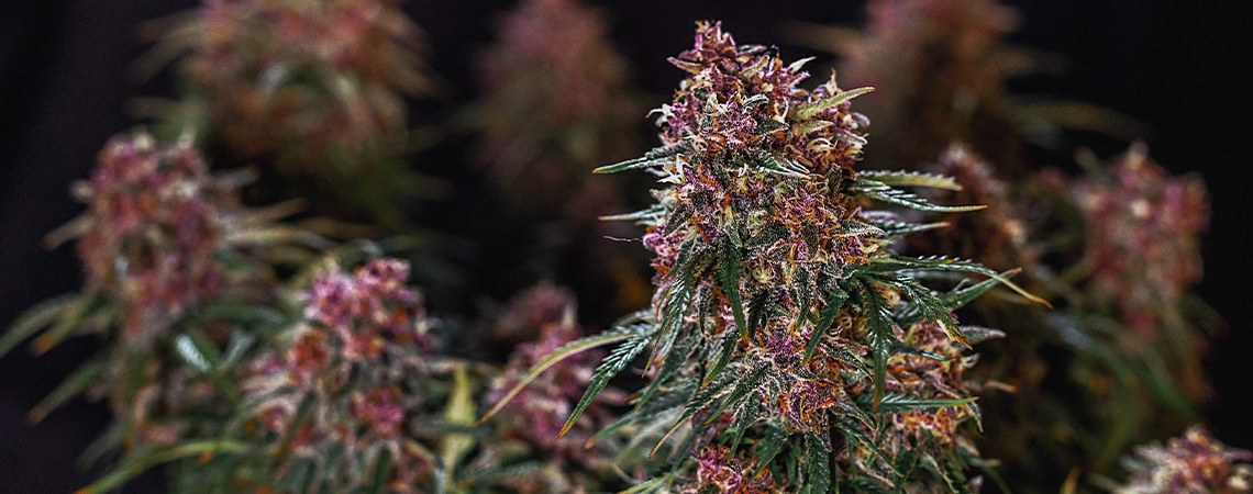 Fastest Cannabis Strains
