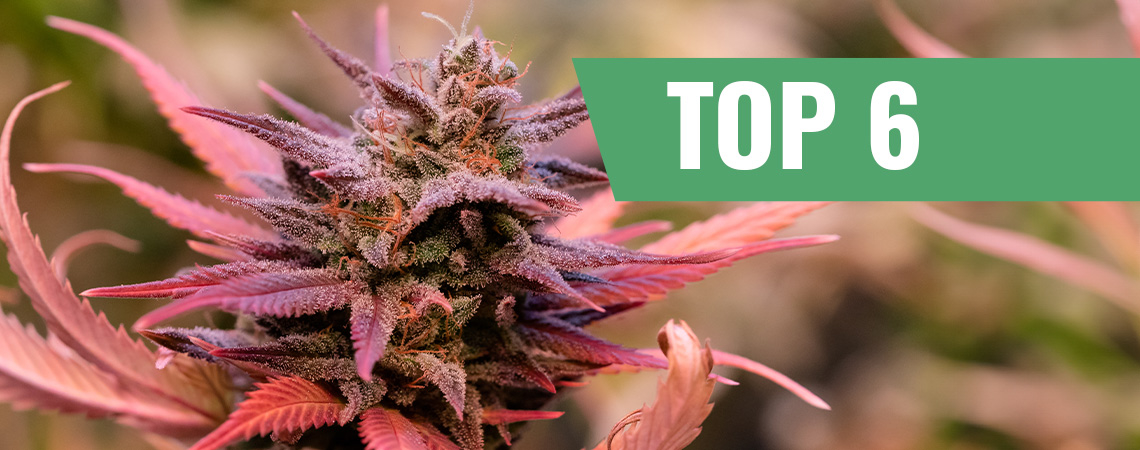 Top 6 ystävänpäivän kannabislajikkeet