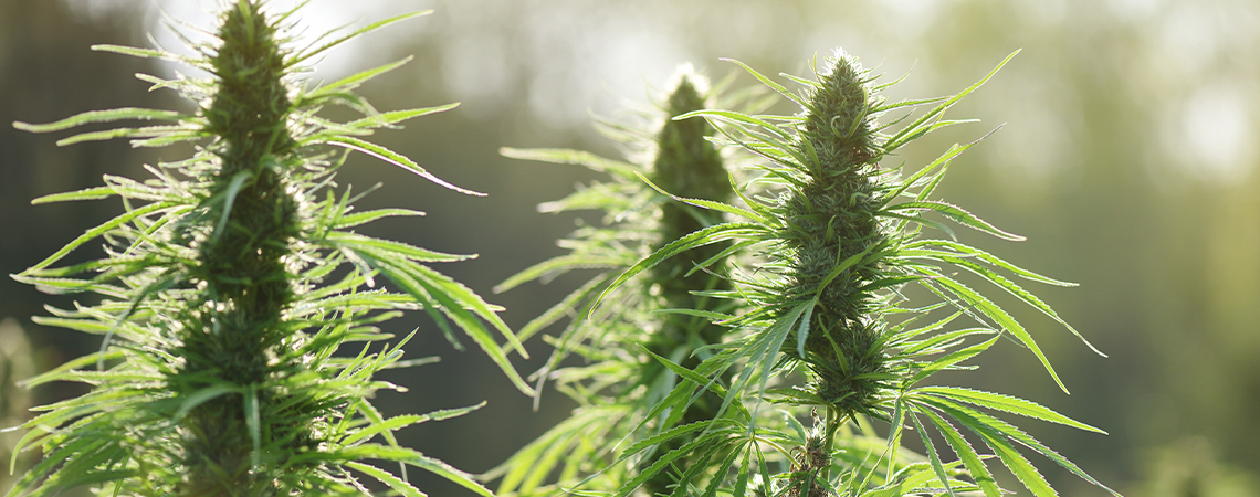 Top 10 homeenkestävät kannabislajikkeet