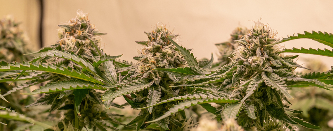  Best Cannabis Strains For A Sea of Green
