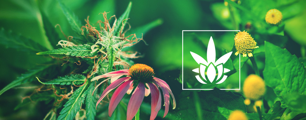 Kannabinoidit eivät ole yksinomaan kannabiksessa