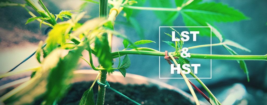 HST And LST Techniques For Training Your Cannabis Plants