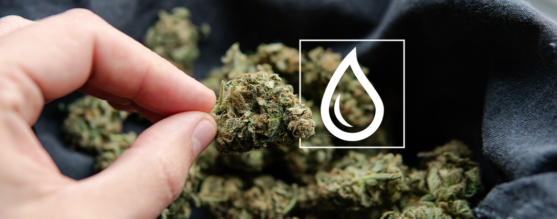 What To Do If Your Weed Gets Wet