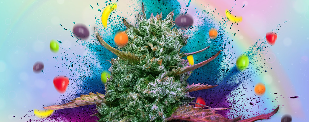 Runtz (Zamnesia Seeds) Feminized